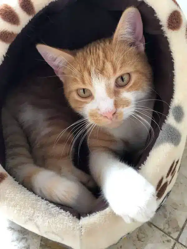 Gucci, Garfield cat